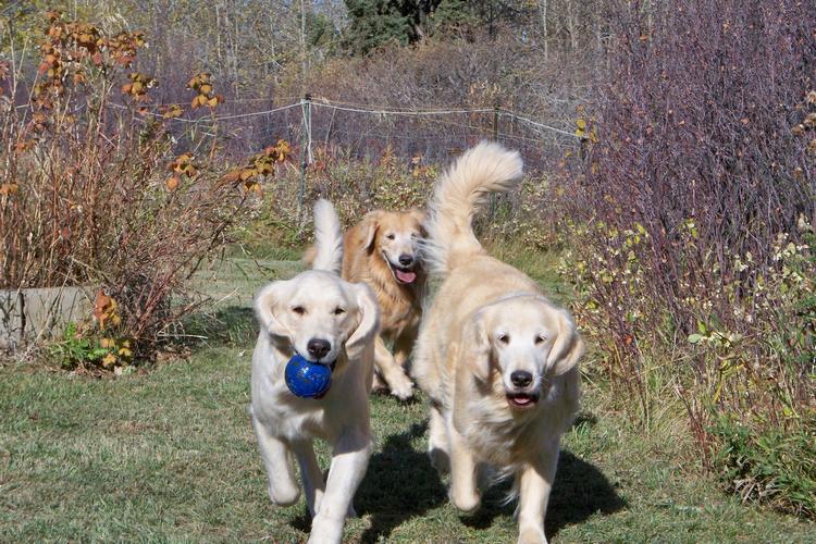 Picture of 3 dogs
